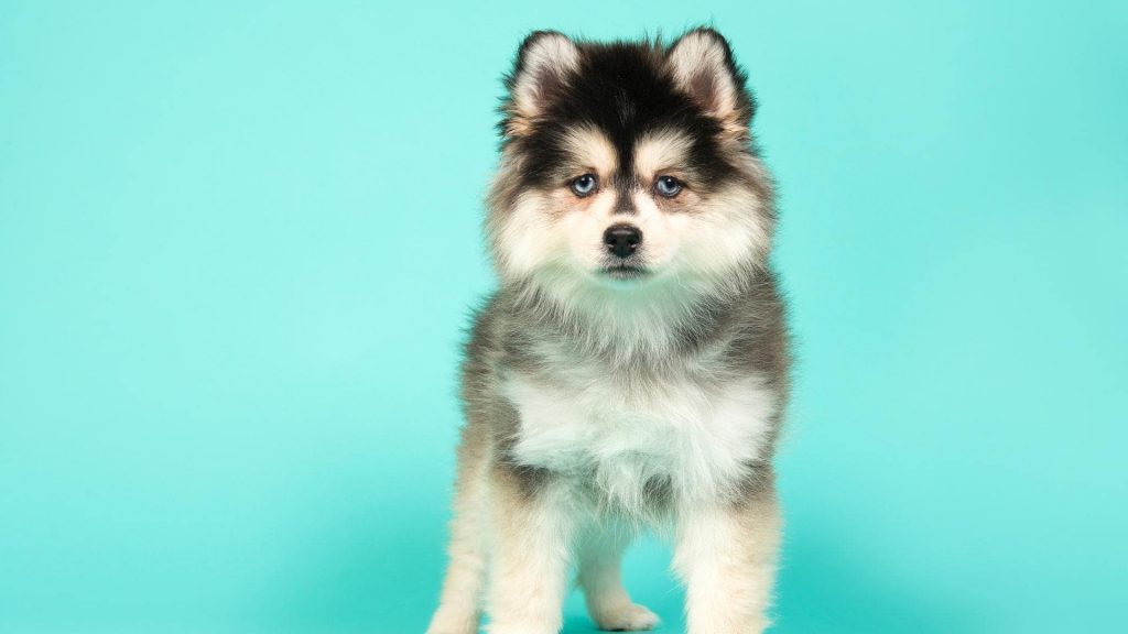 husky pomeranian mix