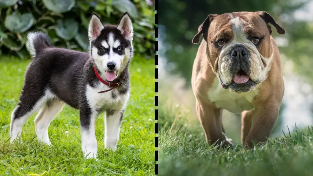 husky x english bulldog