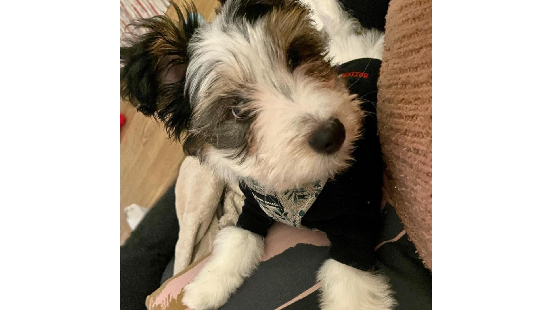 Yorkie Jack Russell Mix (AKA The Jorkie): Breed Profile