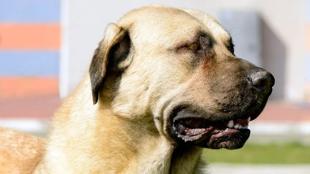 kangal bite force