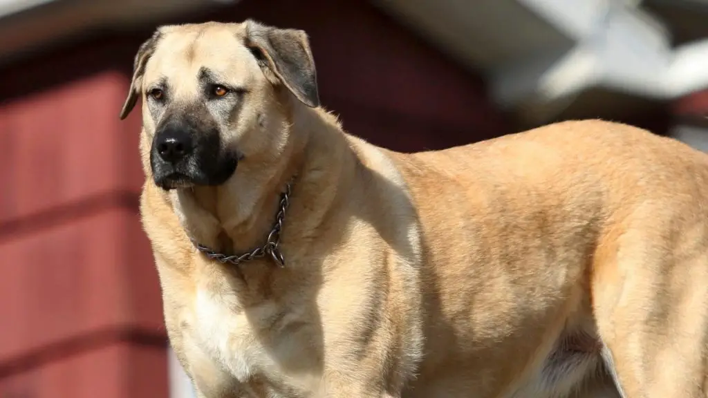 kangal bite force