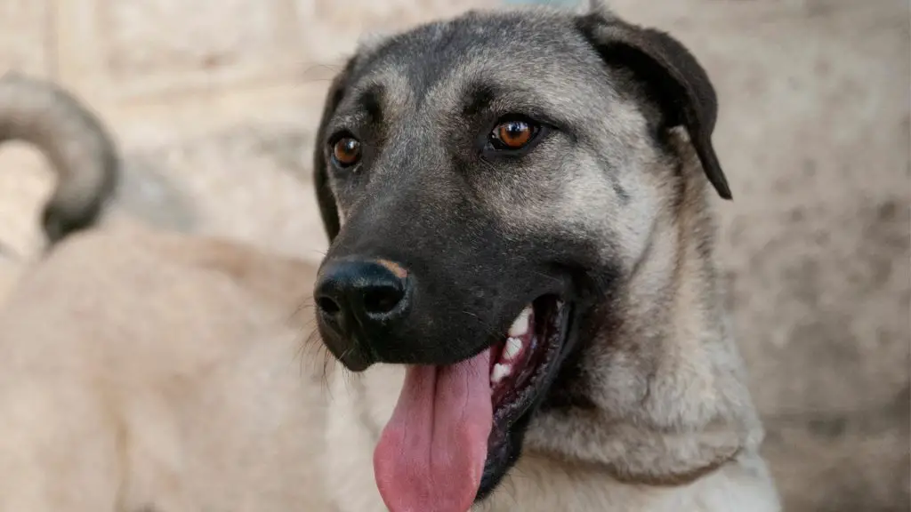 kangal bite force