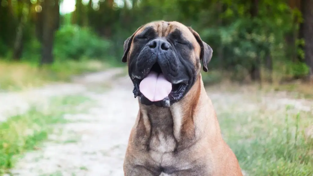 large dog with black face