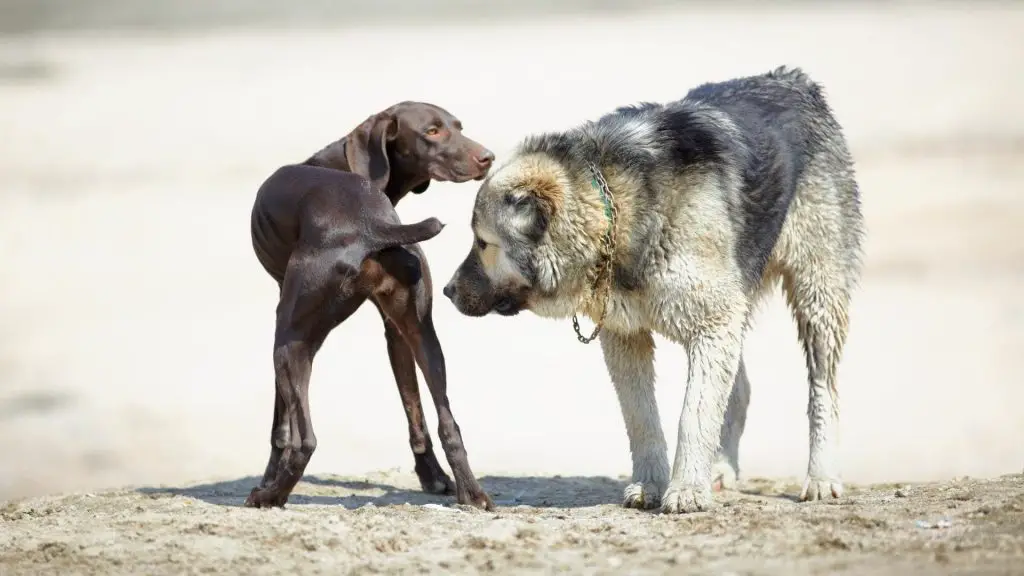 licking and sniffing other dogs