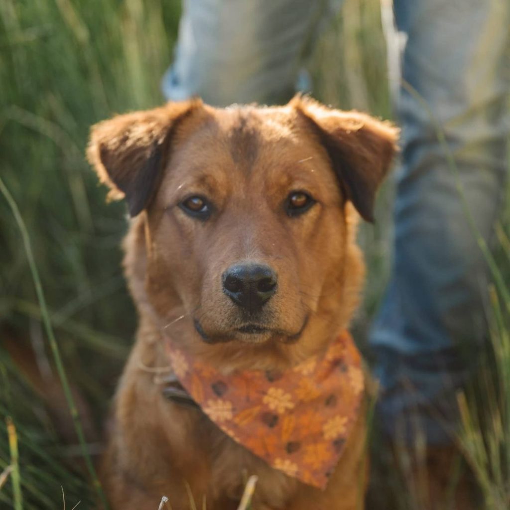 red aussie rottweiler mix