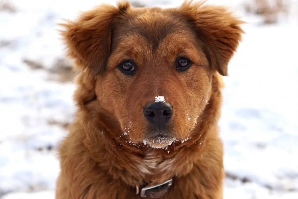 red australian shepherd rottweiler mix