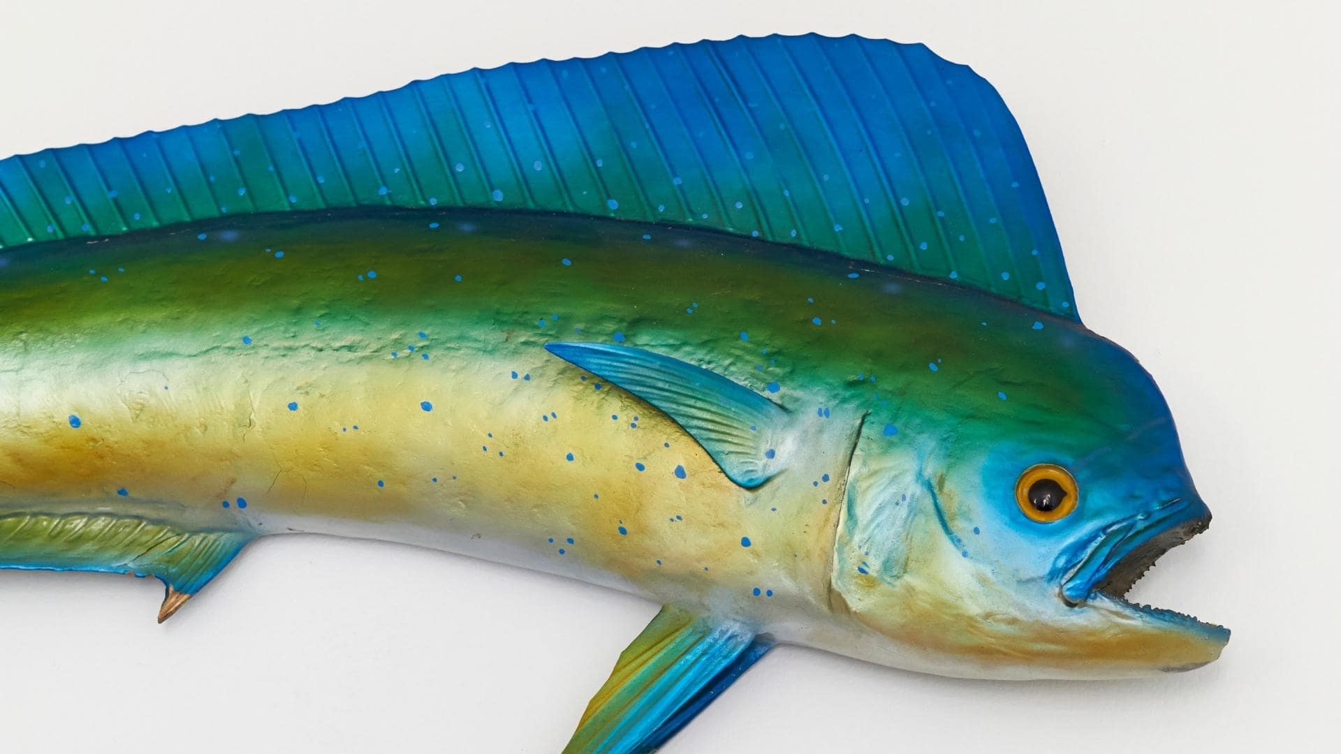 Can Dogs Eat Mahi Mahi? Benefits & Dangers (We Asked A Vet)