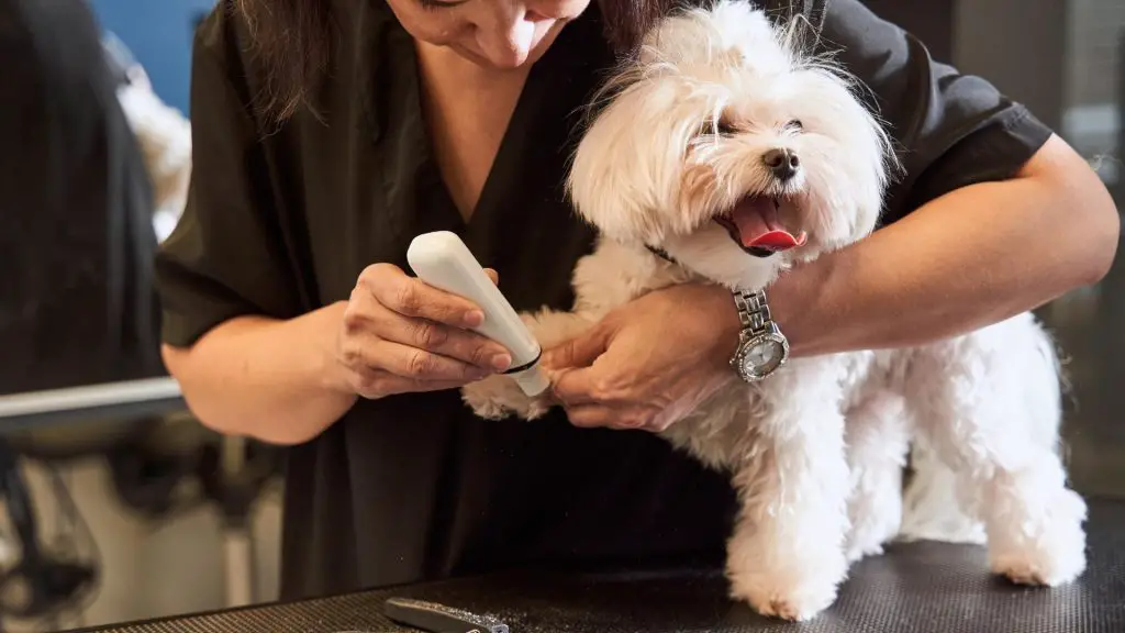 malchipoo getting groomed