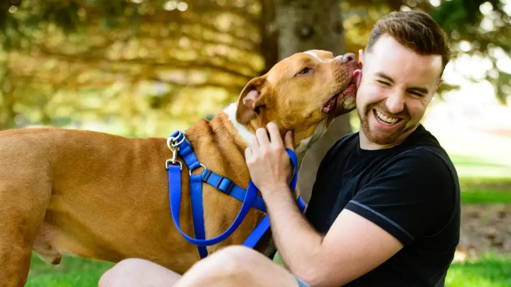 pitbull being friendly