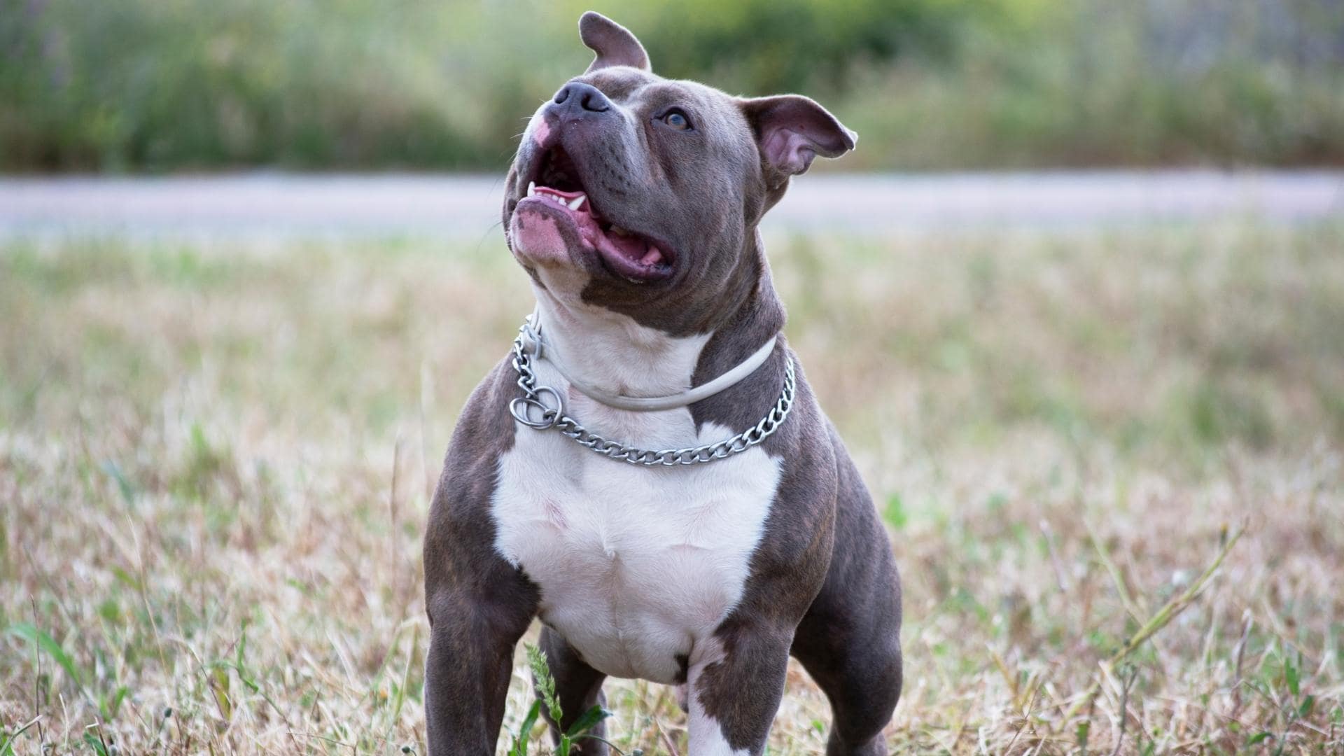 how-strong-is-the-doberman-bite-force-psi-statistics