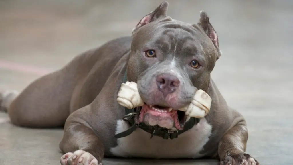 pitbull bite force