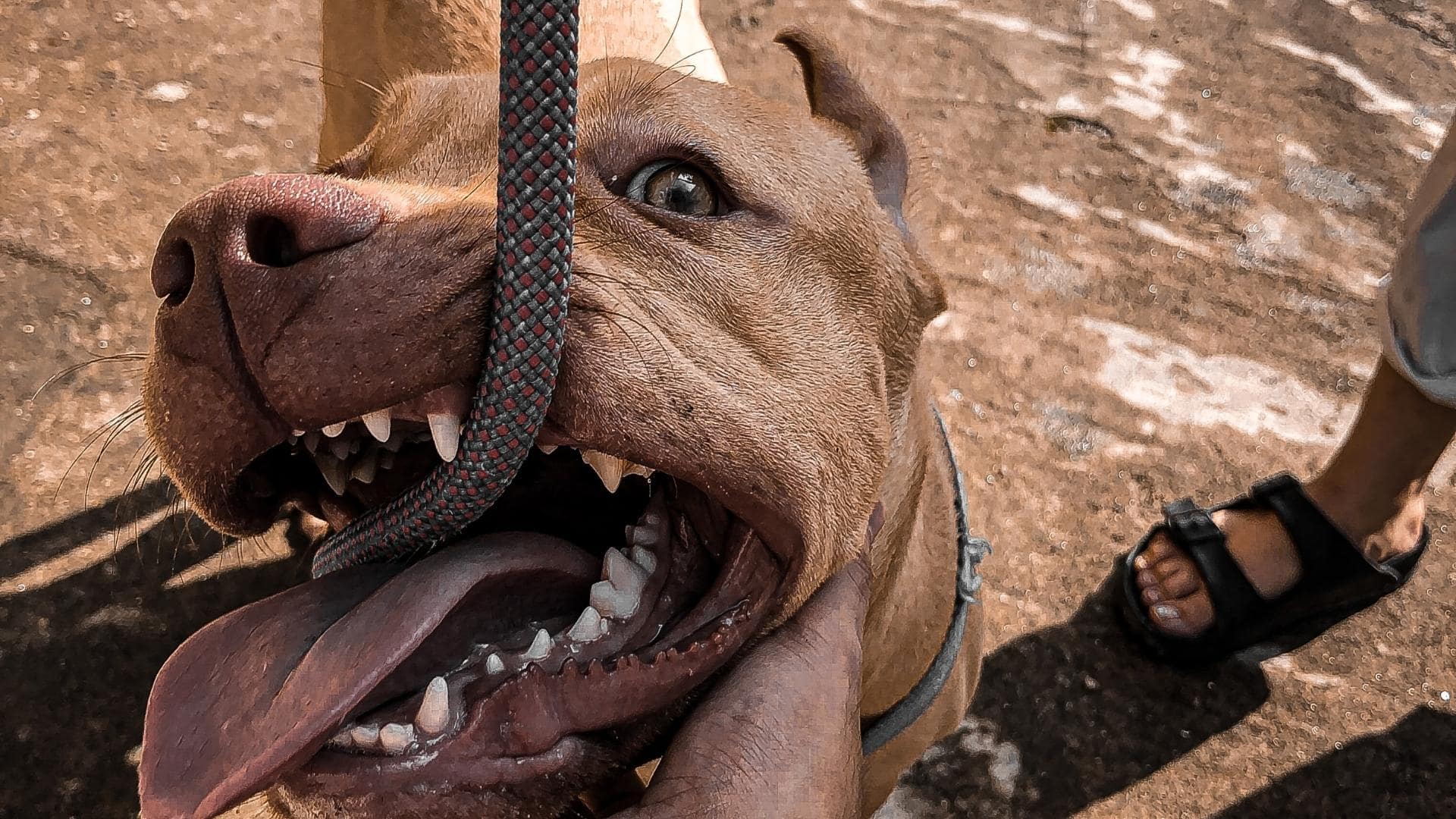 Top 17 Dog Breeds With The Strongest Bite Force PSI