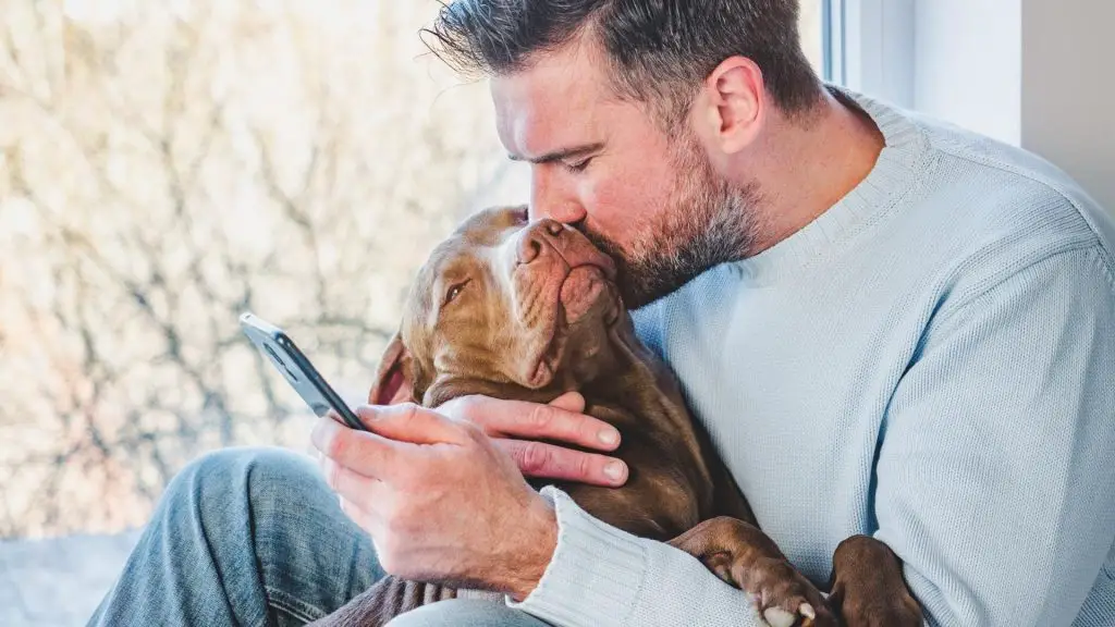 pitbulls cuddly