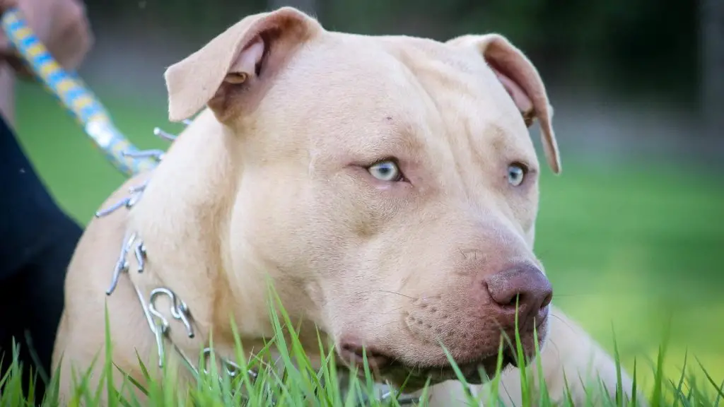 pitbulls with kids