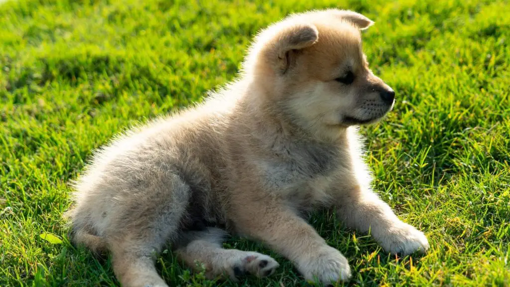 pomsky laying grass