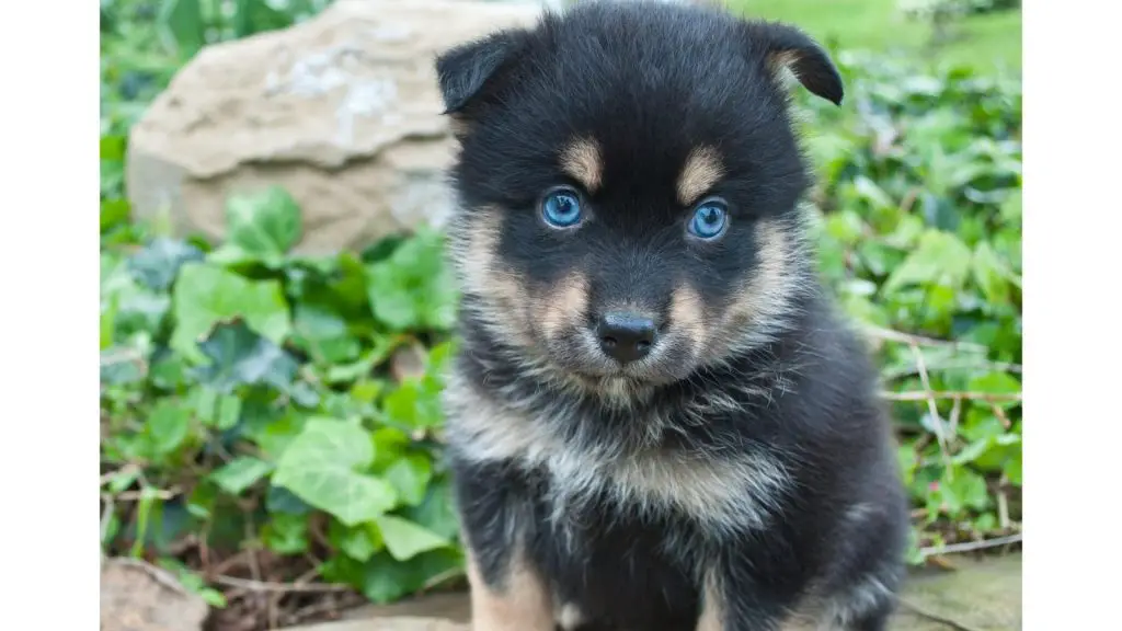 pomsky puppy