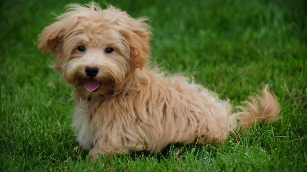 poodle maltese chihuahua mix