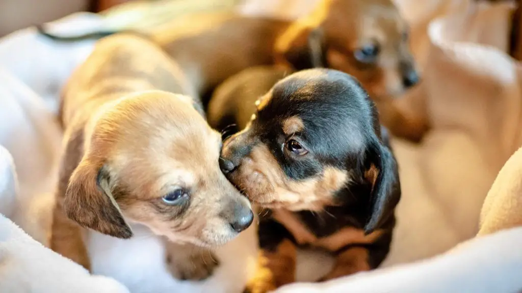 puppy licking other dog