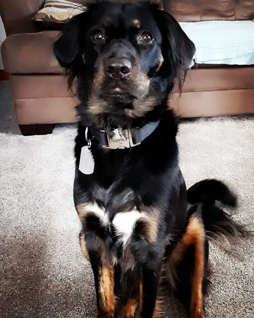 australian shepherd rottweiler mix