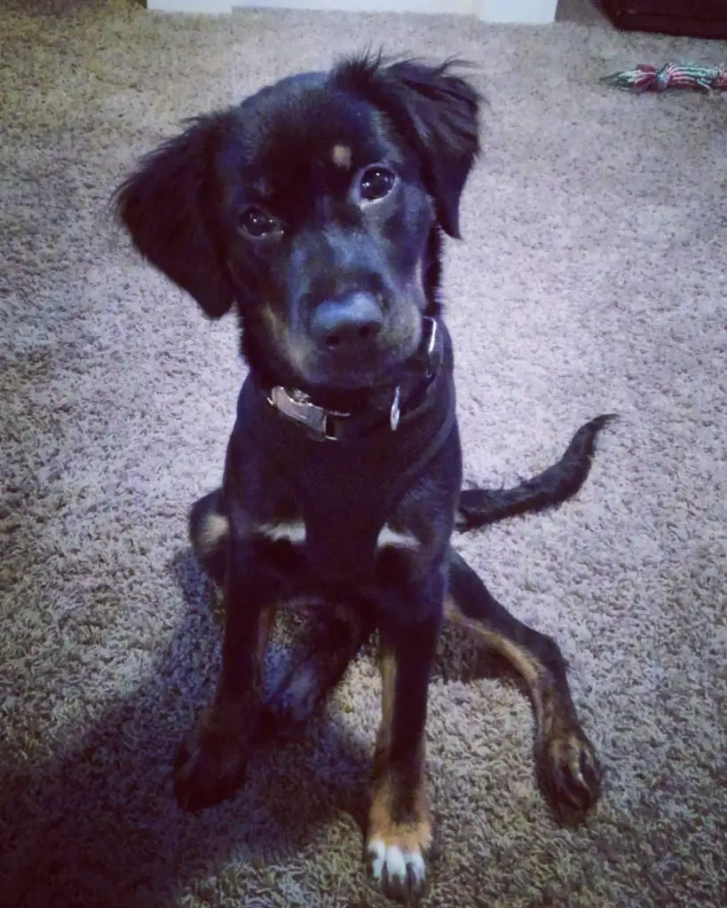 aussie rottie mix