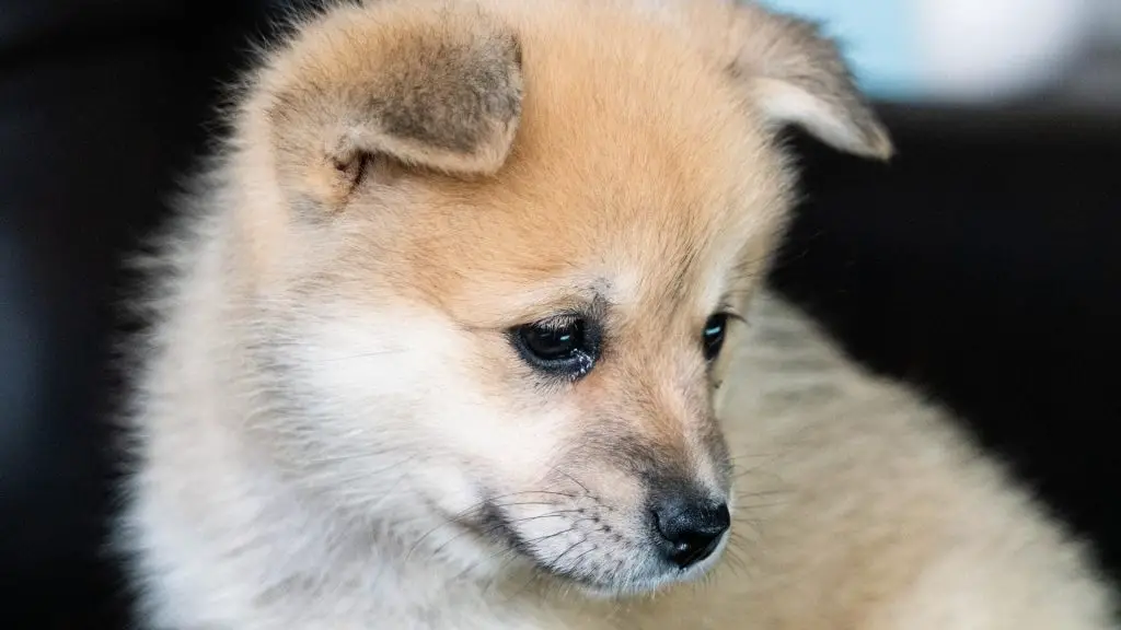 red coat puppy