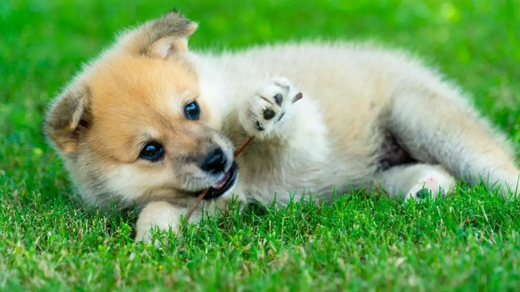 red pomsky puppy