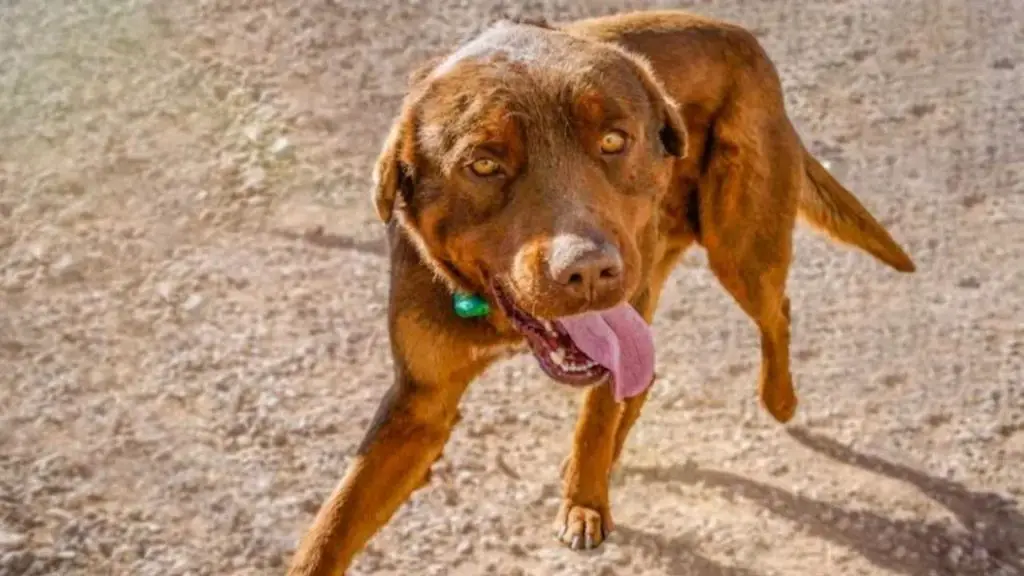 red rottweiler