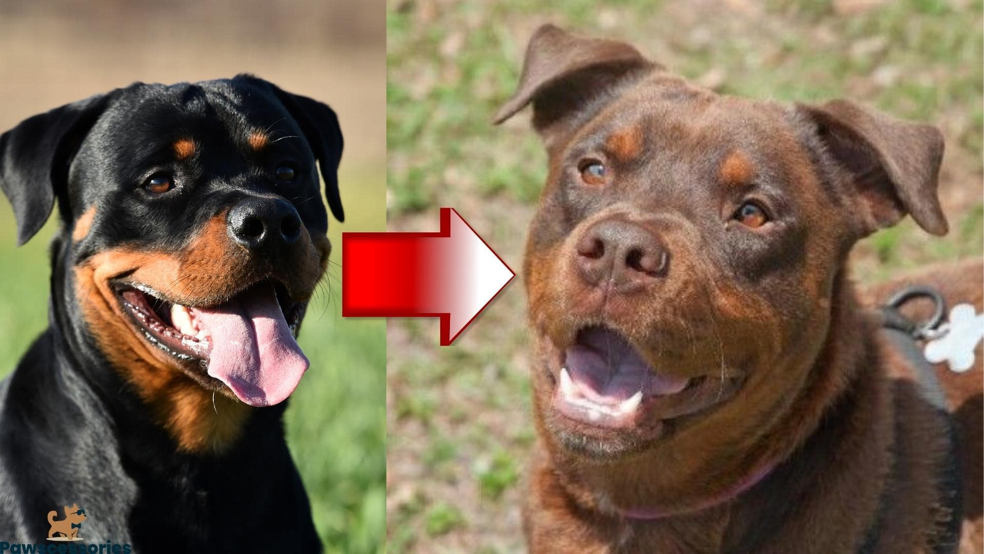 The Rare Red Rottweiler: Everything You Need To Know (Guide)