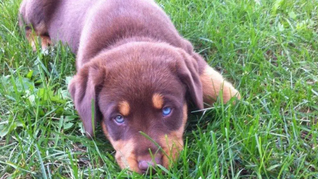 red rottweiler puppy