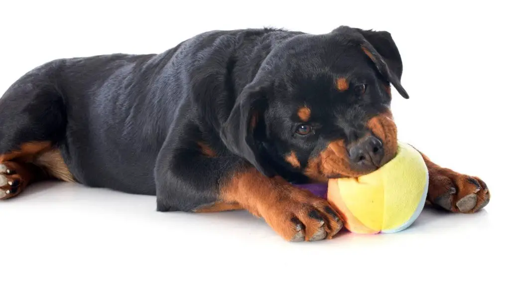 rottweiler bite force