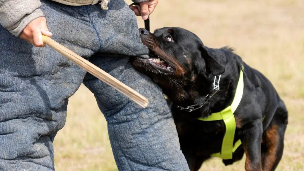 rottweiler bite force