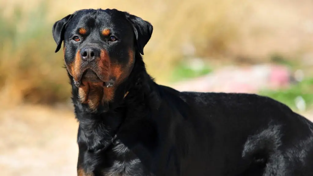 rottweiler bite force