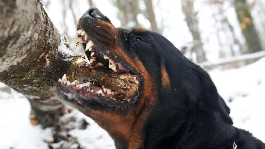 rottweiler bite force