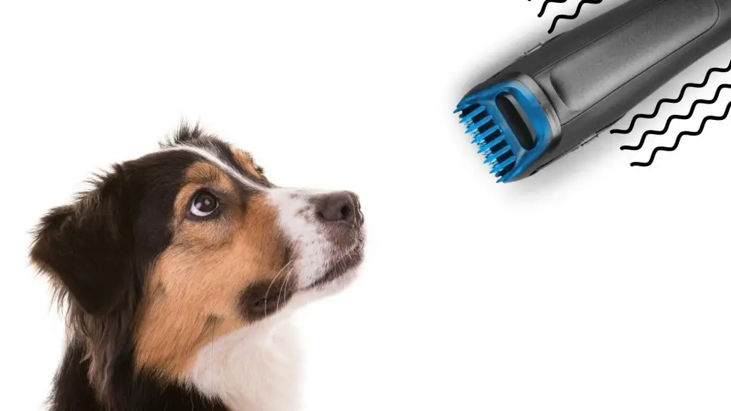 shaving an australian shepherd