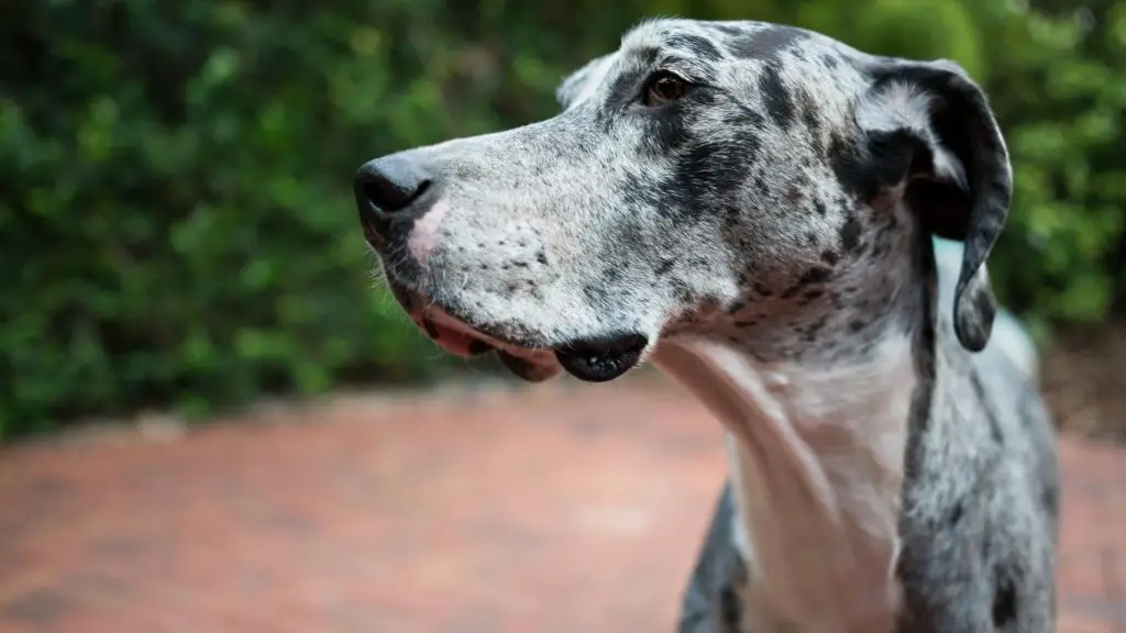 silver merle dane