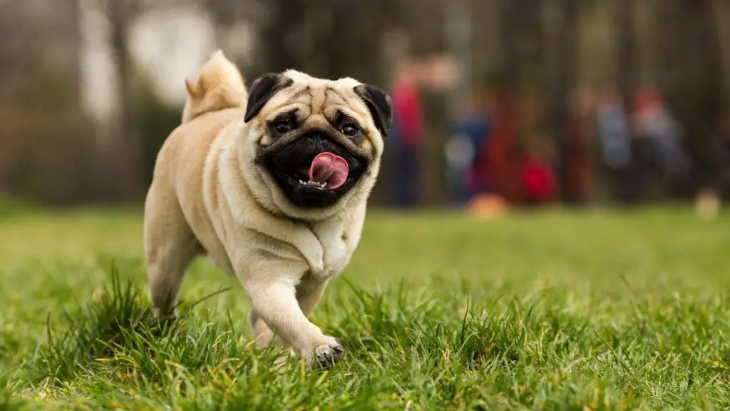 small dog with black face