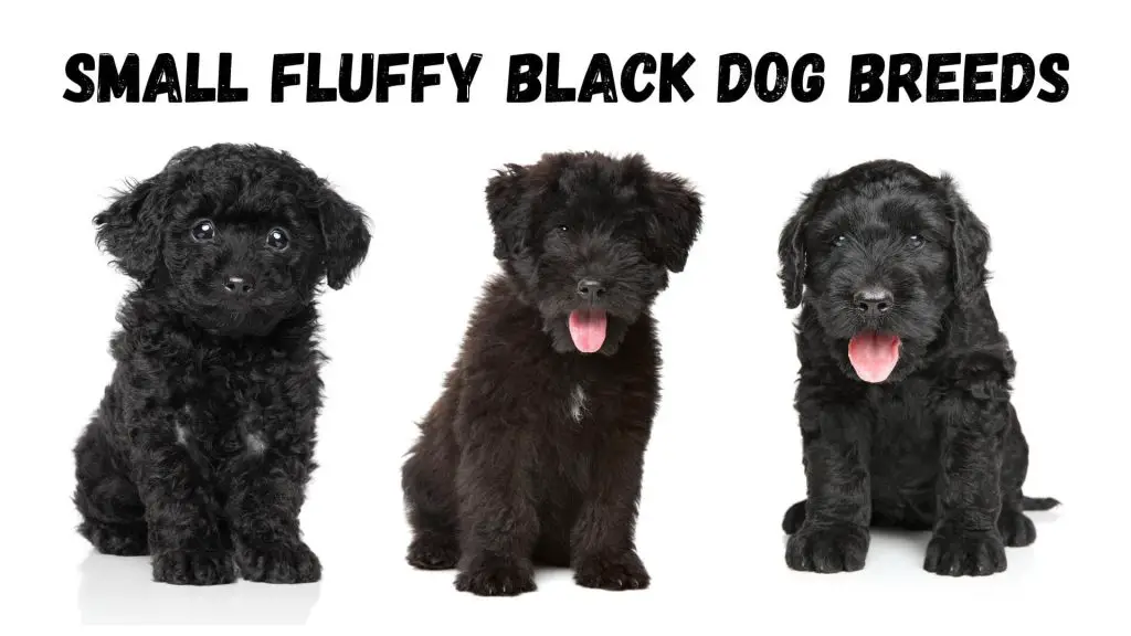 small fluffy black dogs