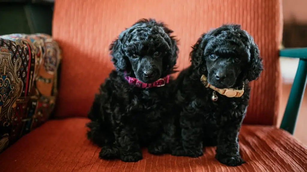 small fluffy black poodles