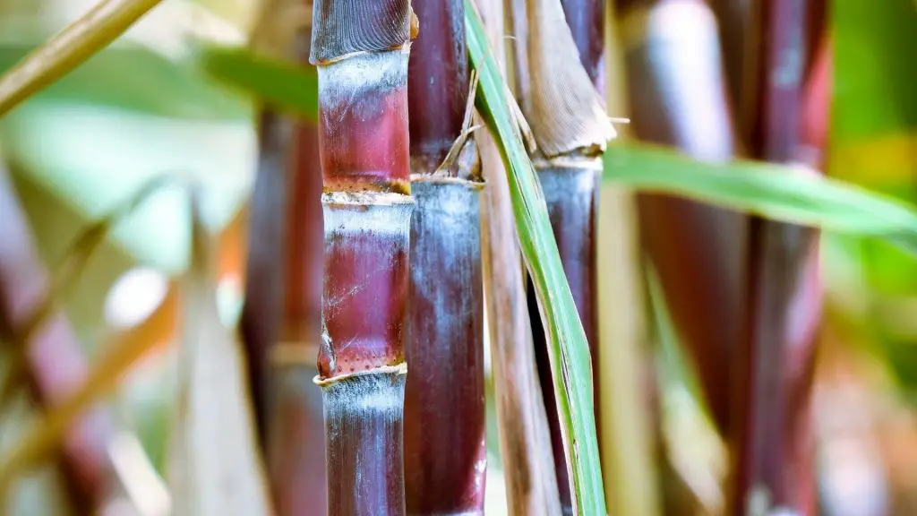 sugar cane plant