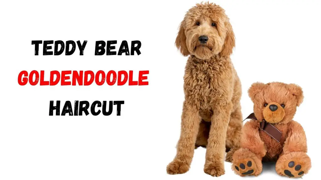 teddy bear goldendoodle haircut