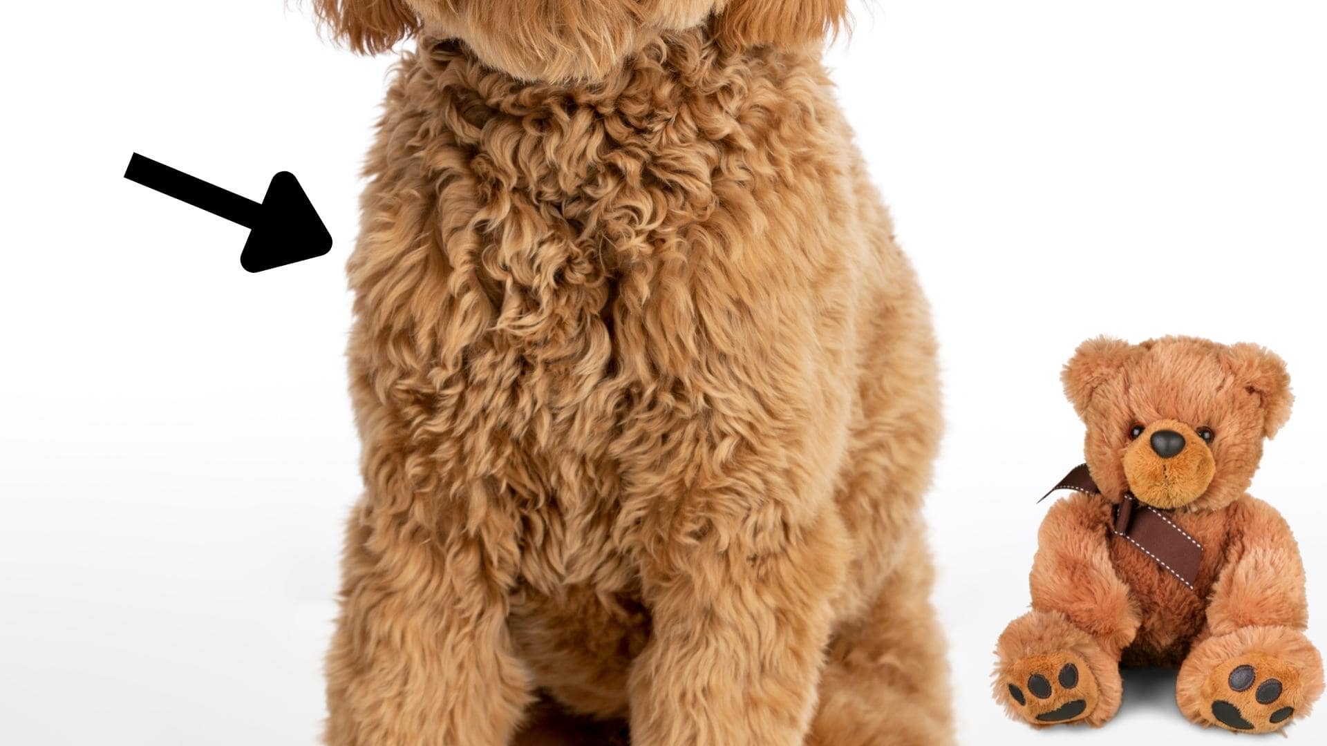 Teddy Bear Goldendoodle Haircut & Simple Grooming Tips