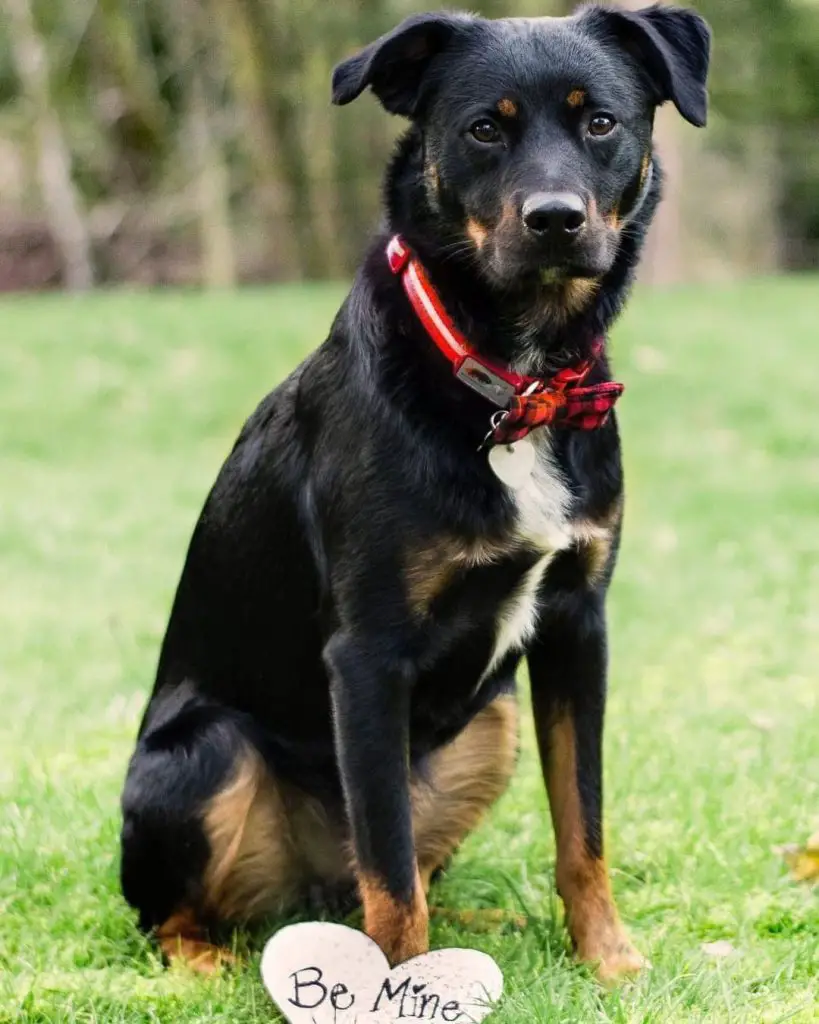 Australian Shepherd Rottweiler Mix (AKA The Aussie Rottie Mix)