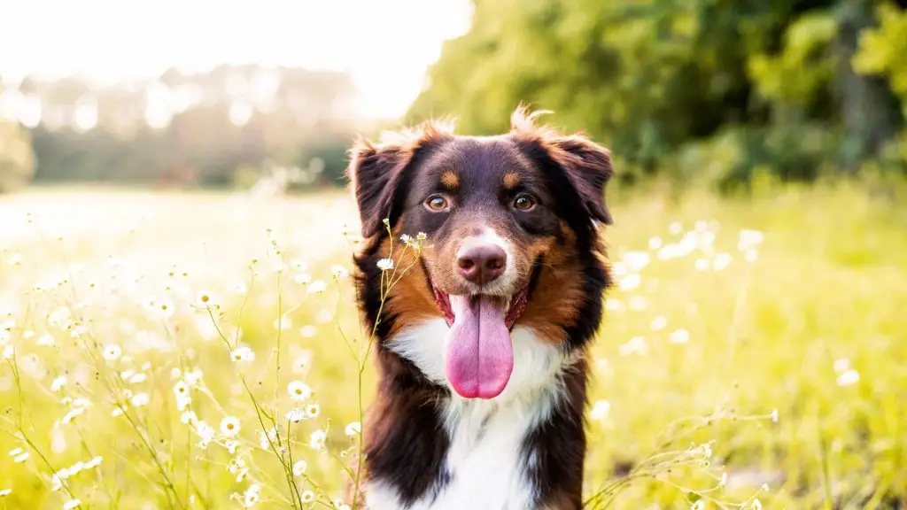 warm australian shepherd