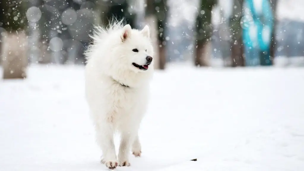 white husky