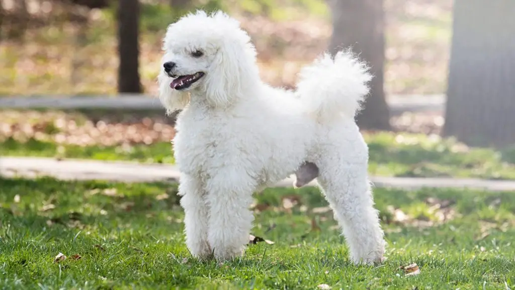 white standard poodle