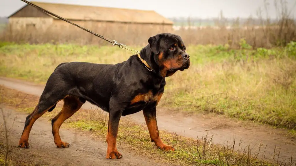 rottweiler growling