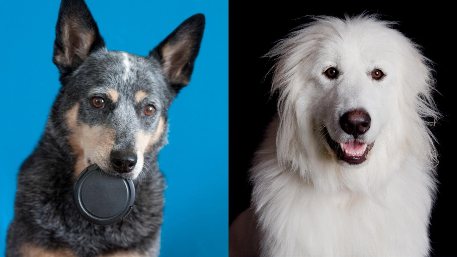 Great Pyrenees Blue Heeler Mix (AKA The Pyrenees Heeler)