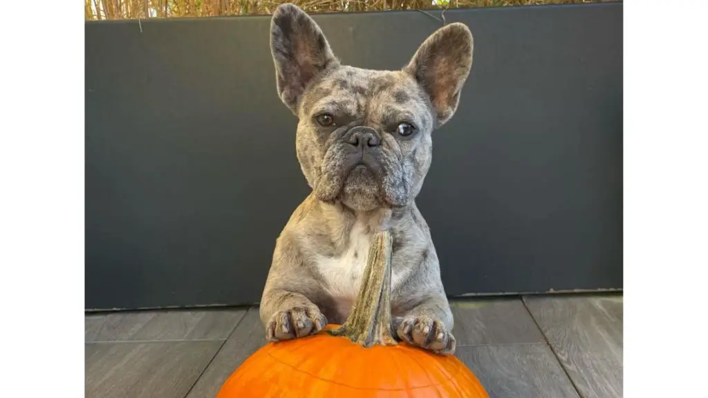 blue merle frenchie halloween