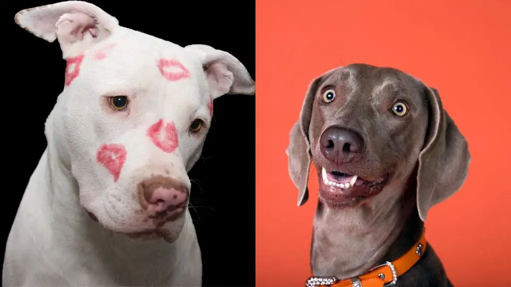 weimaraner x pitbull