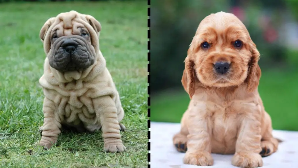 cocker spaniel x shar pei